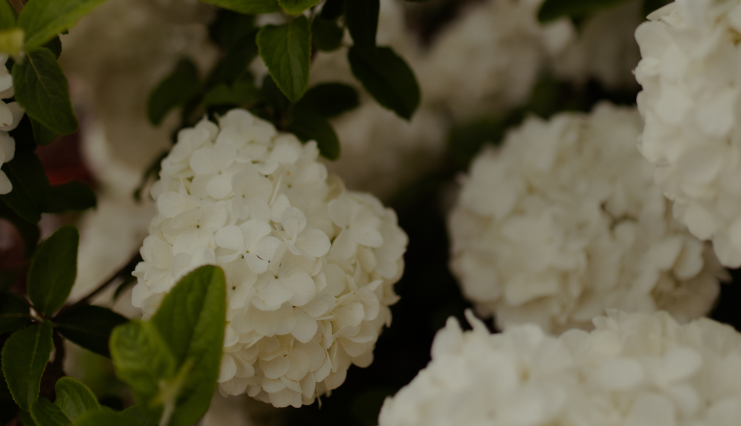 Up close of multiple round white flowers 