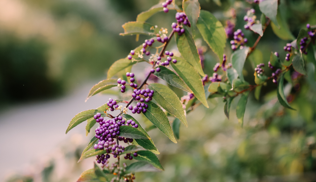 Up close of some purple flowers on green leaves