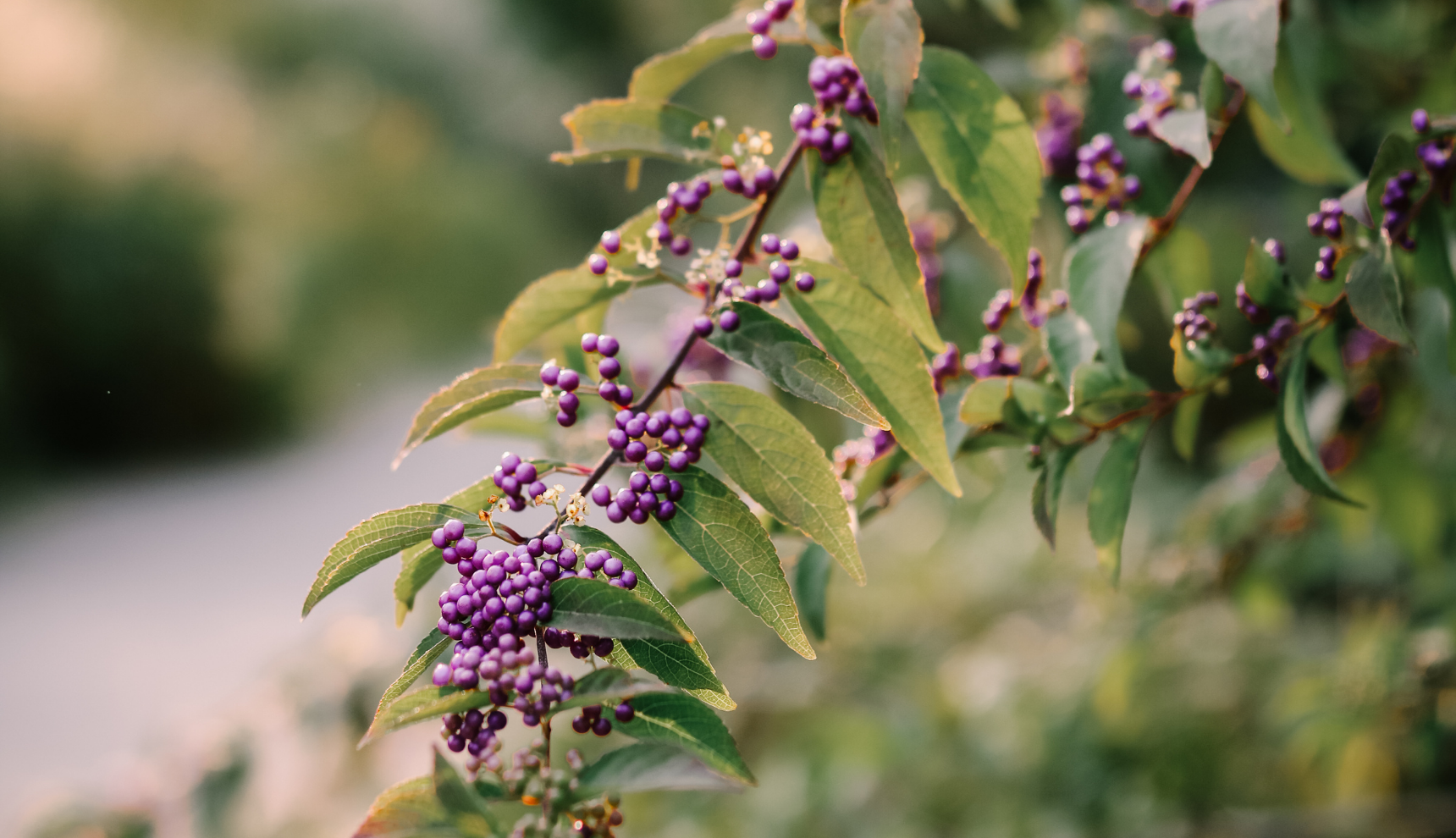 Up close of some purple flowers on green leaves