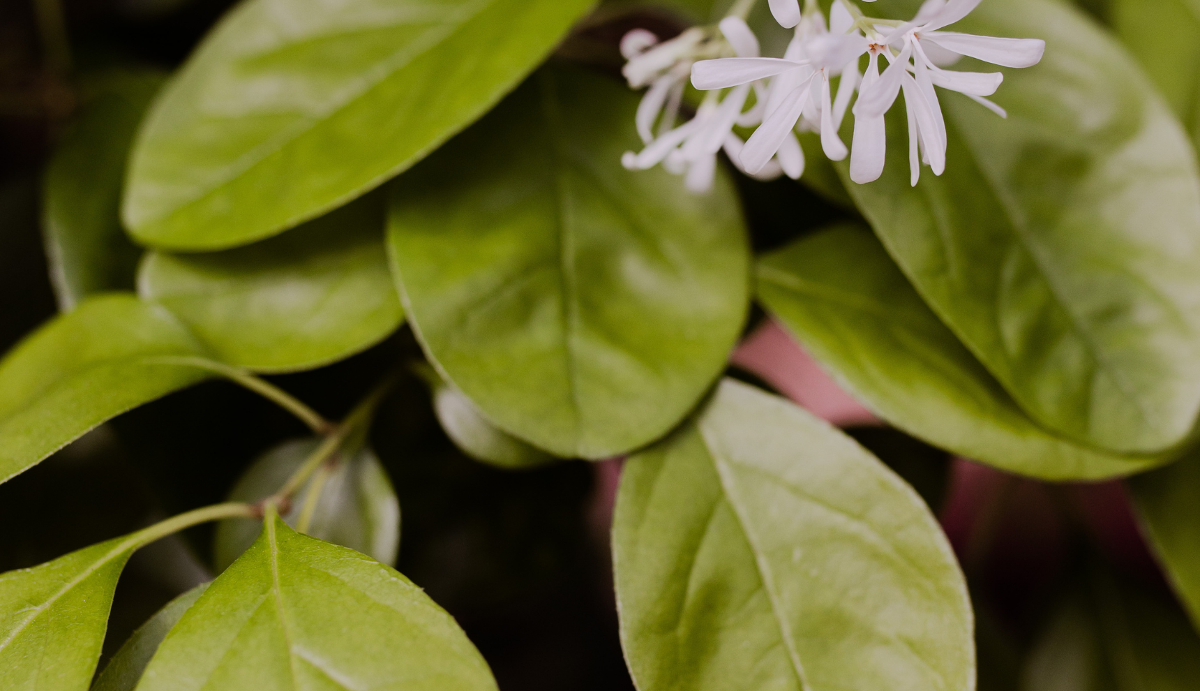 Up close of multiple green leaves