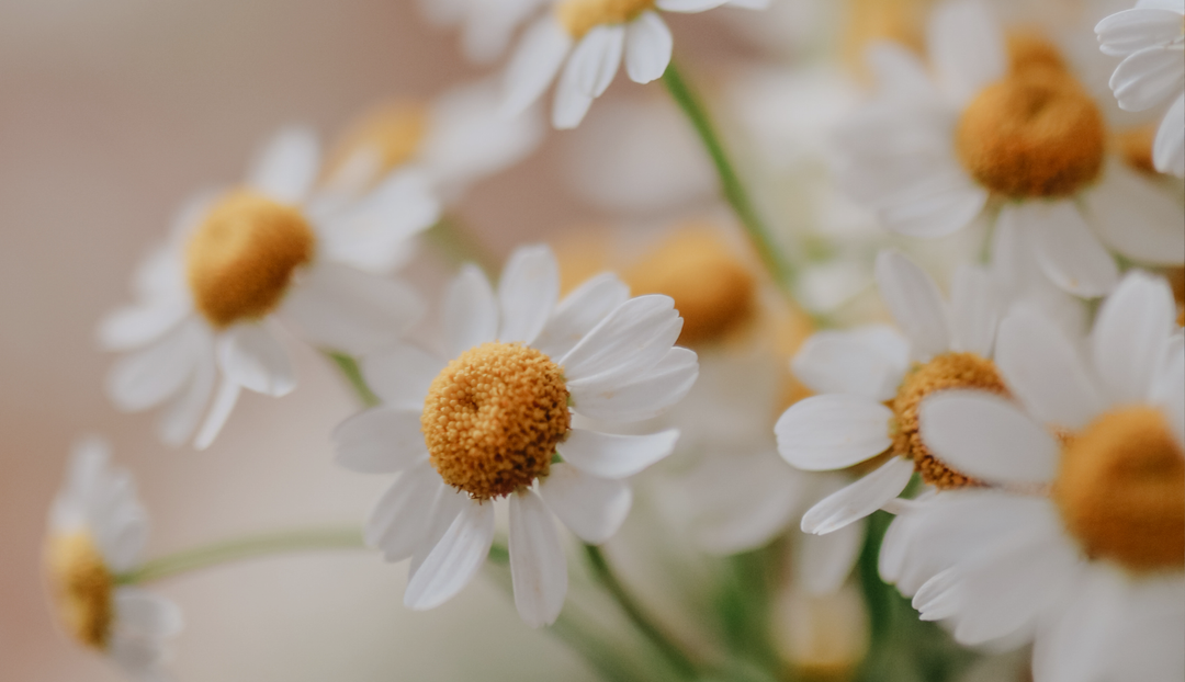 Up close of multiple white petal flowers with yellow centers