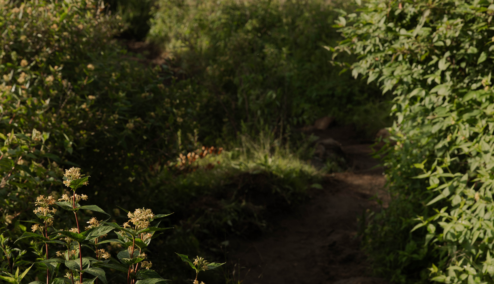 A path through some green bushes and leaves