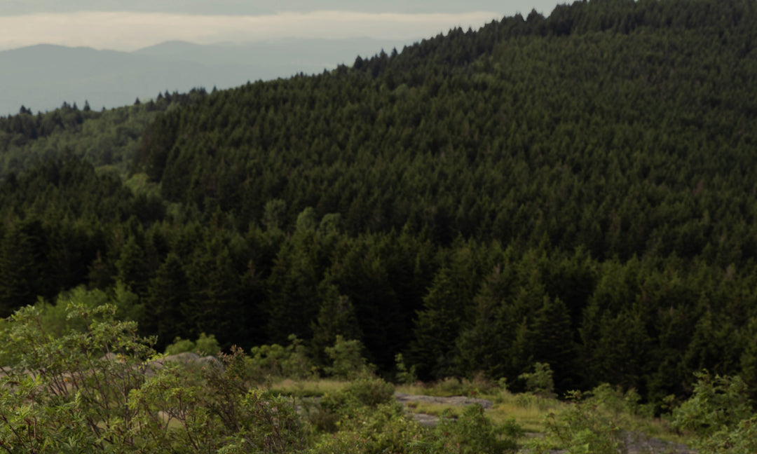 Mountain side covered with trees. 