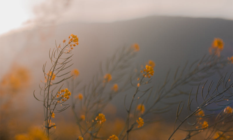 How Jesus Modeled True Friendship