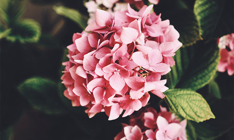 Biblical Romance for Longing Hearts
