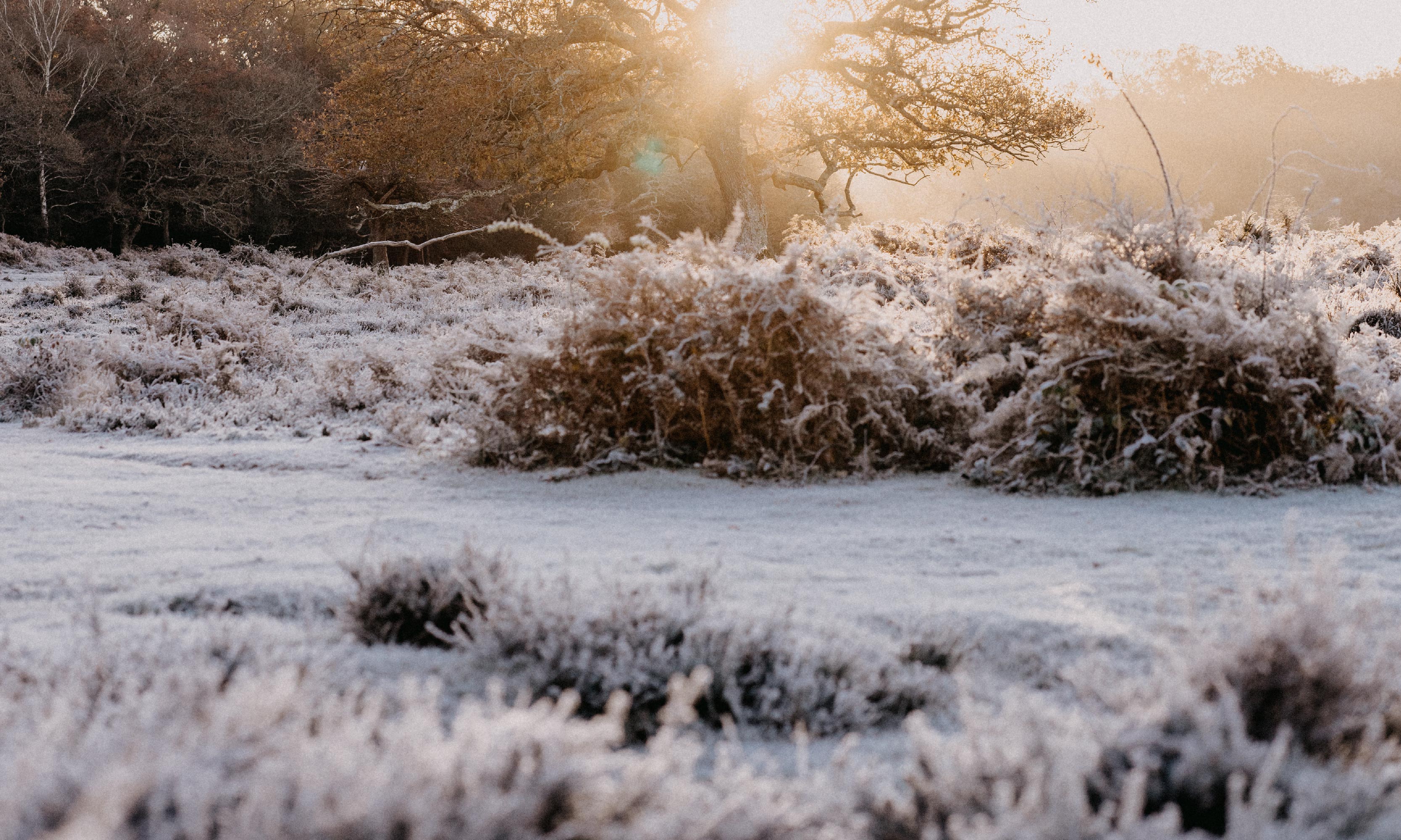 Transform Your Posture:  The Ballet Secret To Stunning Grace - zpbtzu5