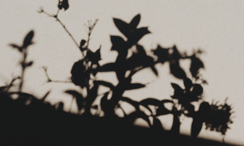 The Hidden Sin of Bitterness – The Daily Grace Co.
