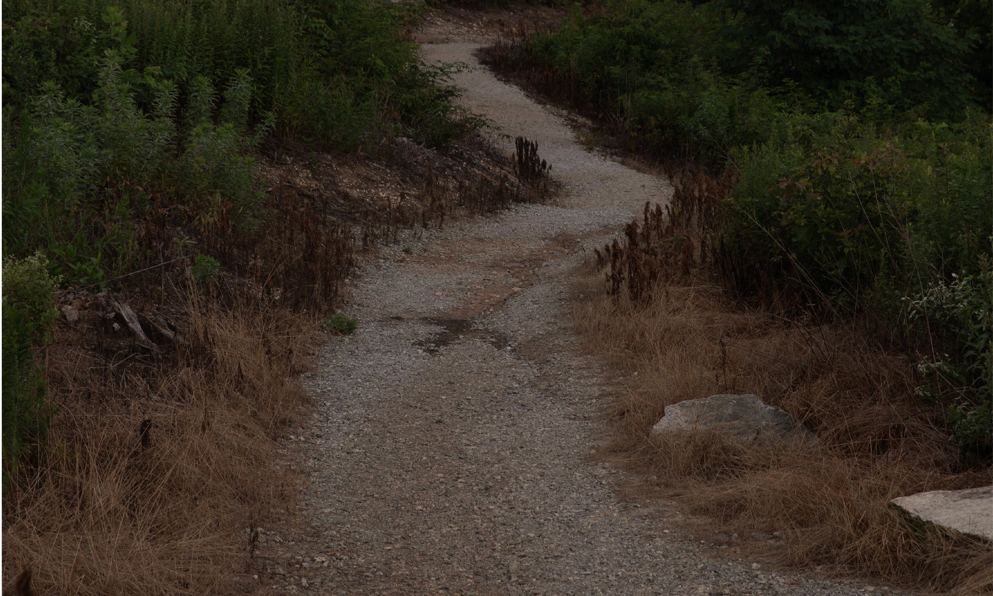 a paved road through brush and green weeds