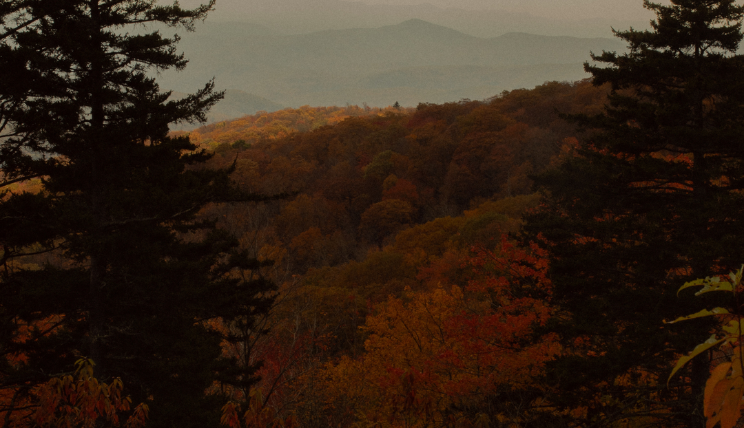 Two trees overlooking a hill range of multiple tress that are mainly fall colors