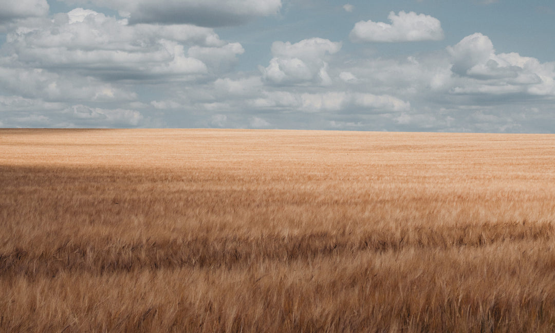 Gathered to God: Understanding symbols like wheat, chaff, threshing, and winnowing in God’s Word 