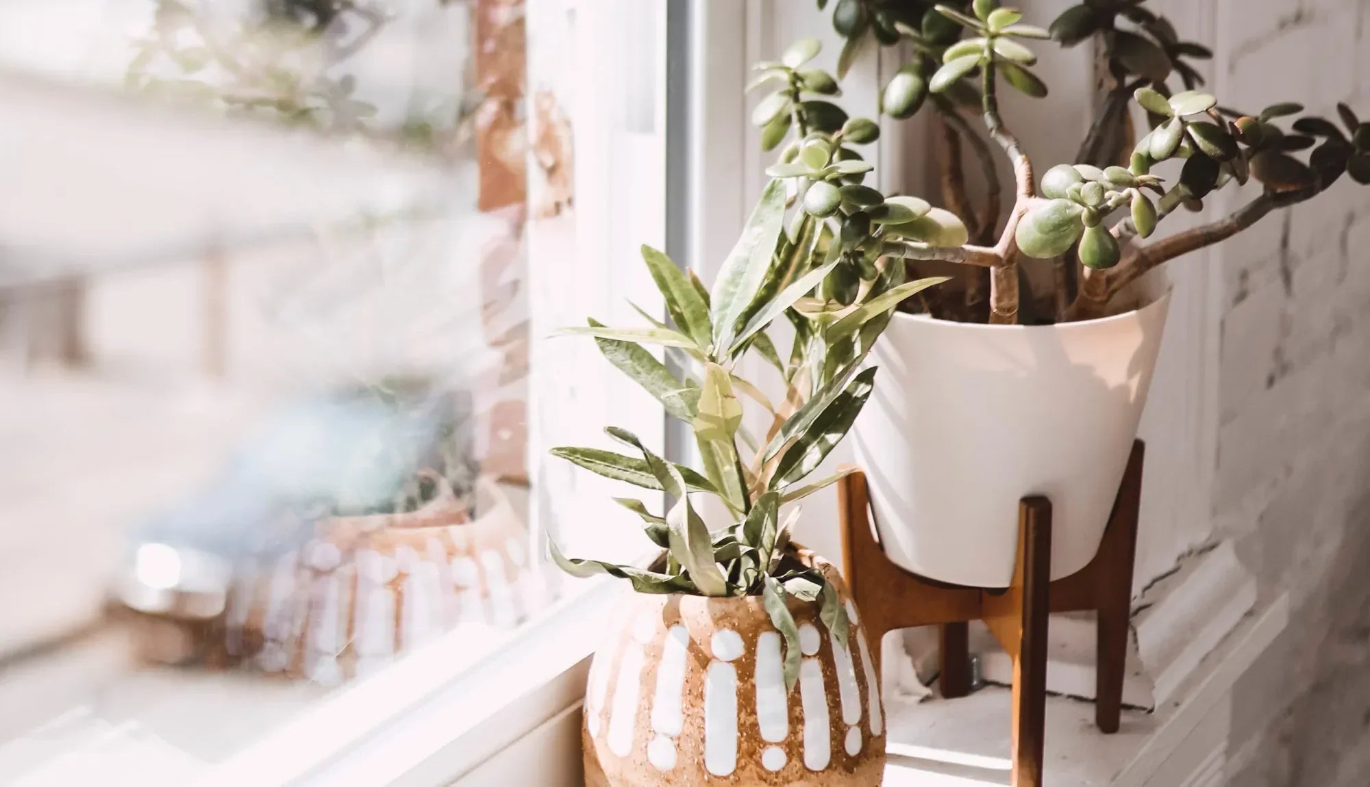 Two potted plants next to a window with a wooden base