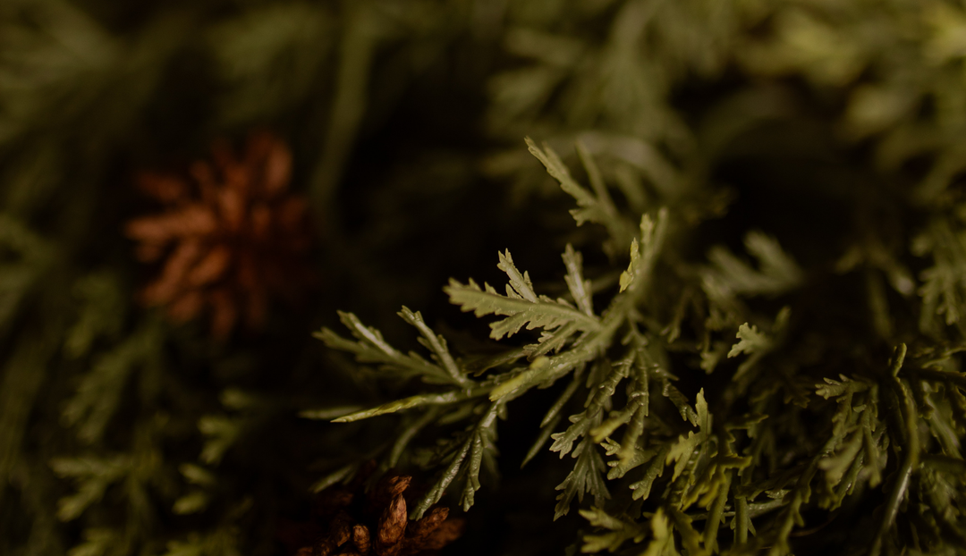 Close up of some branches and pinecones