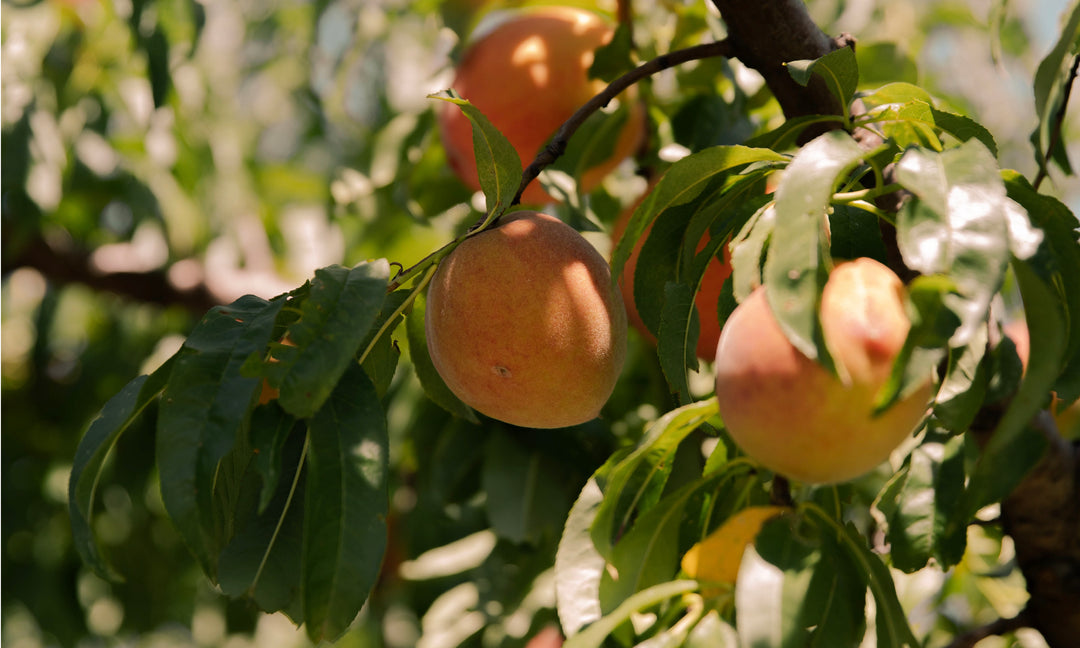 peaches on a peach tree