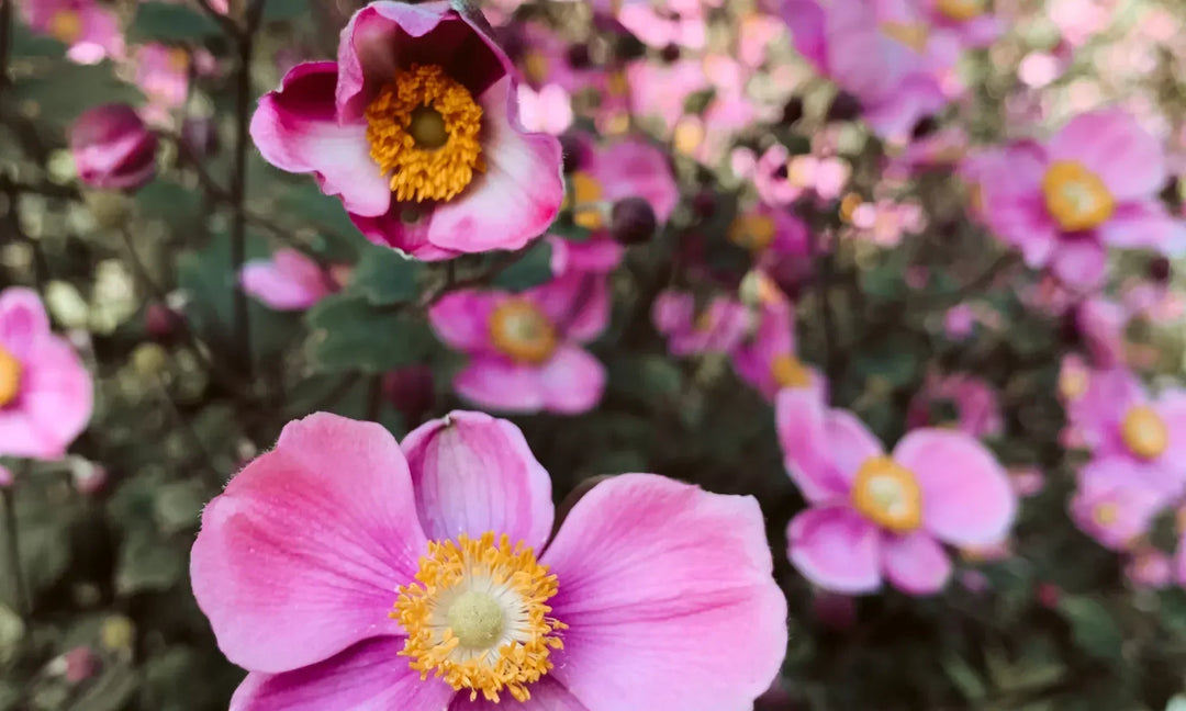 Multiple Pink Lotus like flowers blooming