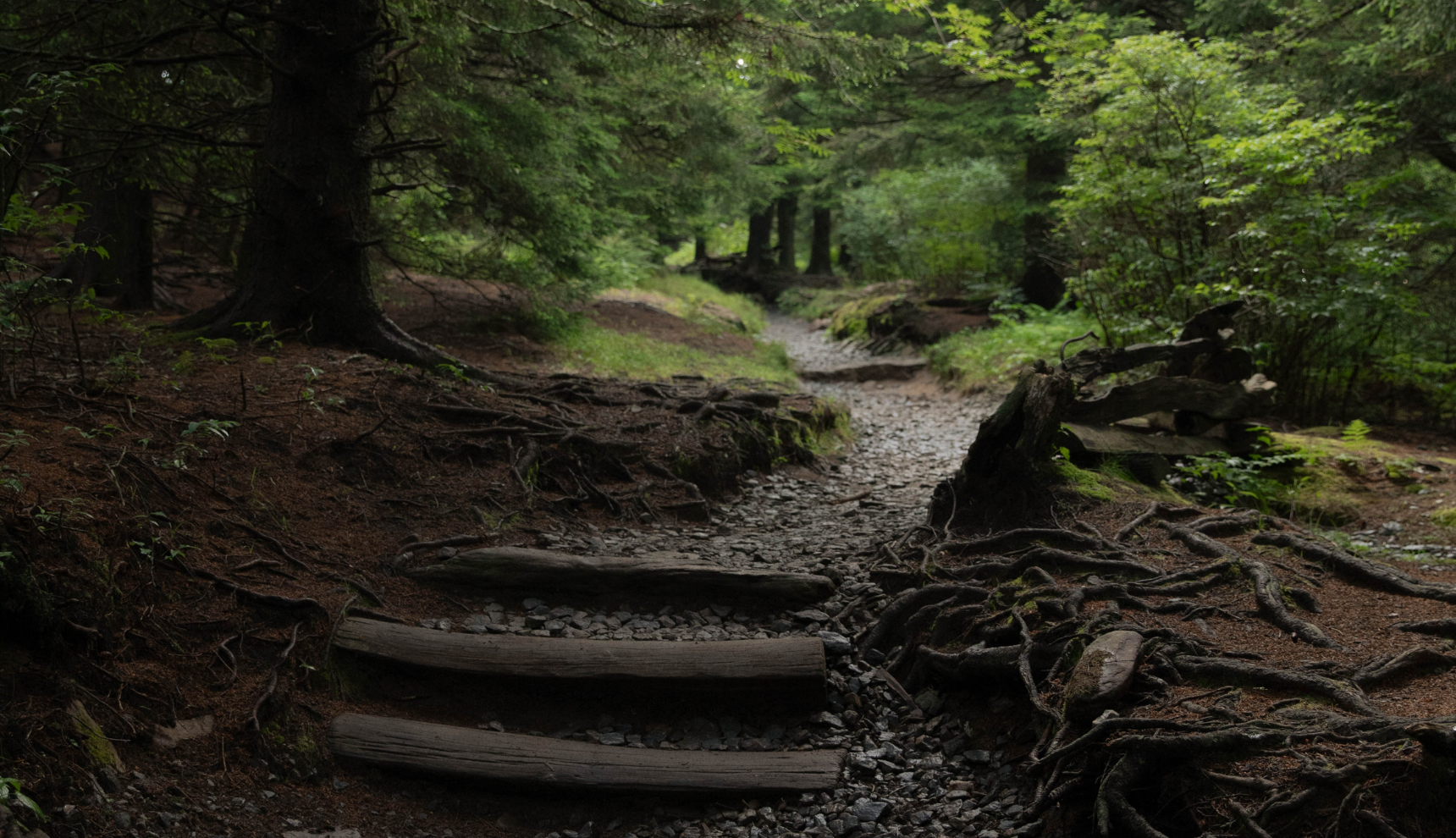 A path through the woods with some wooden steps at the beginning of the path