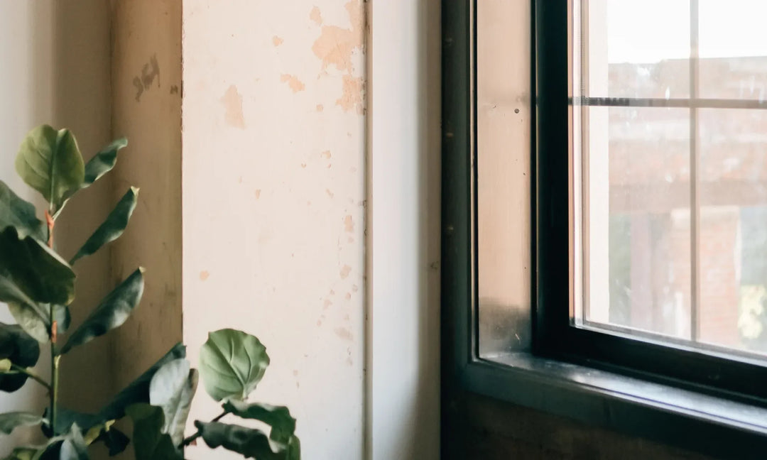 a window next to a green plant