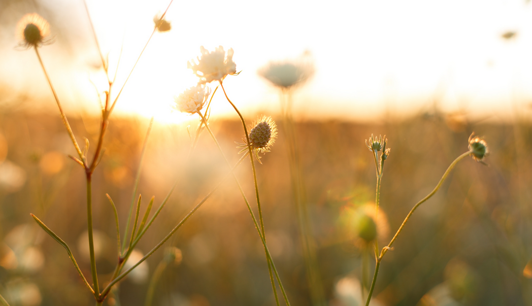 A sunset with an up close of some blooming flower and its stems