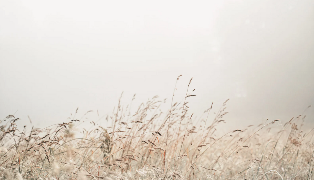 A field of gray weeds over a gray and gloomy sky