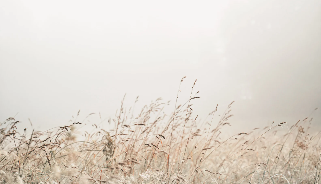 A field of gray weeds over a gray and gloomy sky