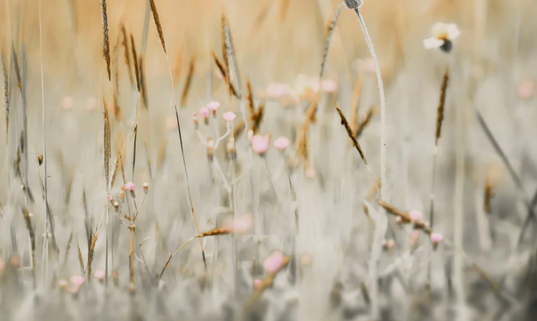 A close up of white and yellow weeds in a field
