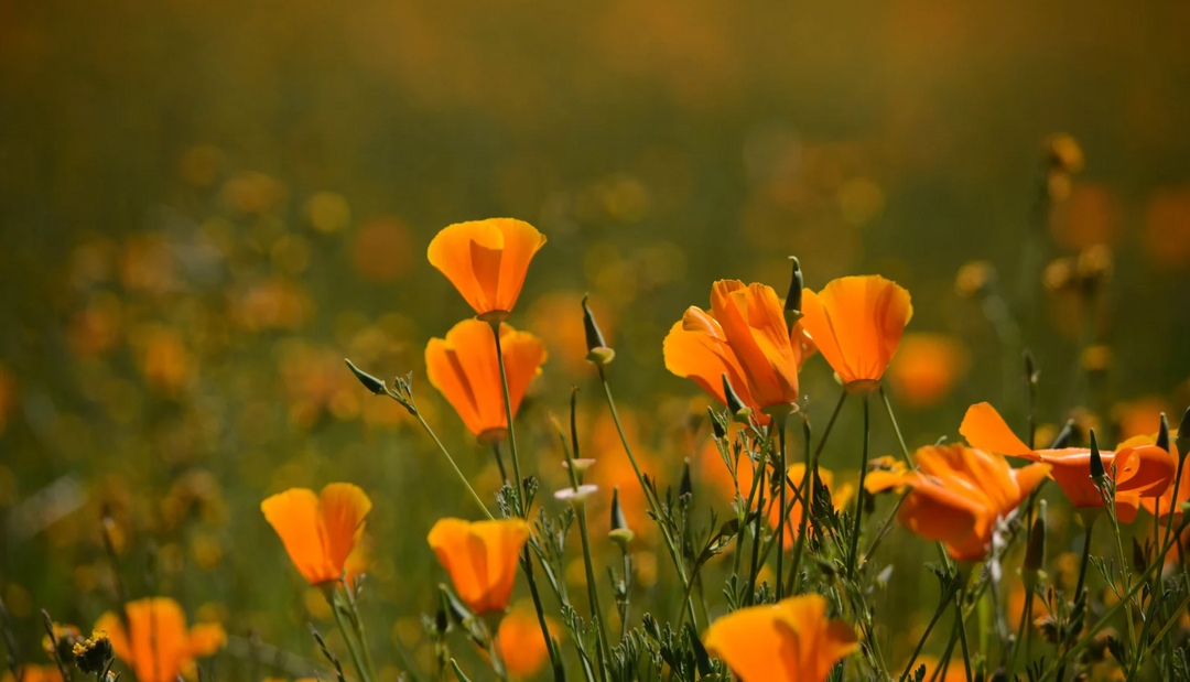Up close of yellow flowers in a crisp green field