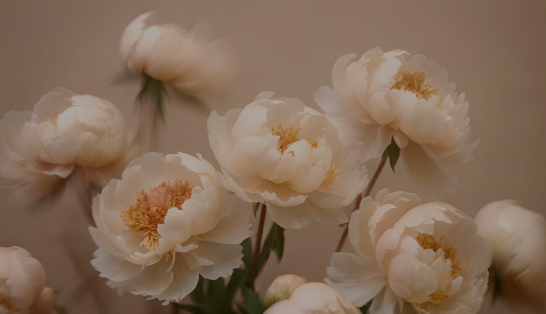 Multiple blooming white flowers with yellow centers