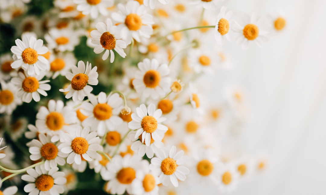 Multiple white flowers with yellow centers blooming