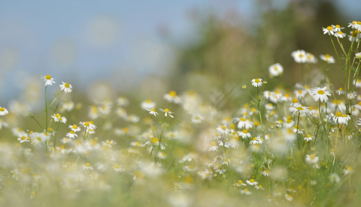 A field of flowers with yellow centers