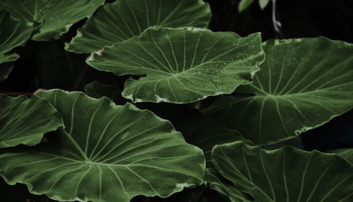 Large green palm leaves with slightly white edges