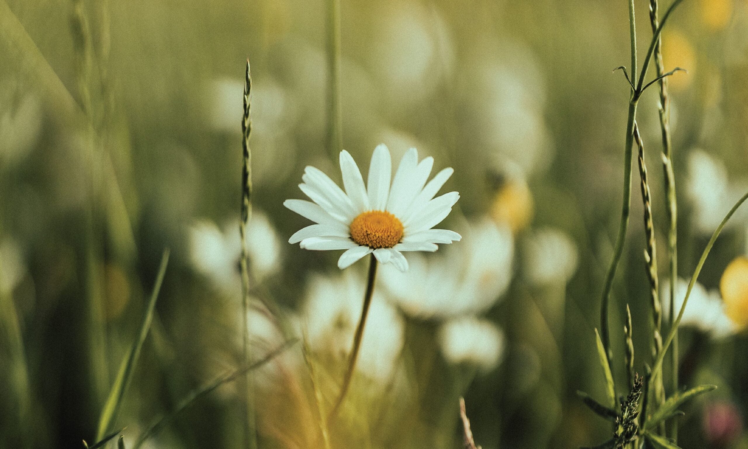 The Joy That Lay Before Him: A Lesson on Joy from Jesus – The Daily ...