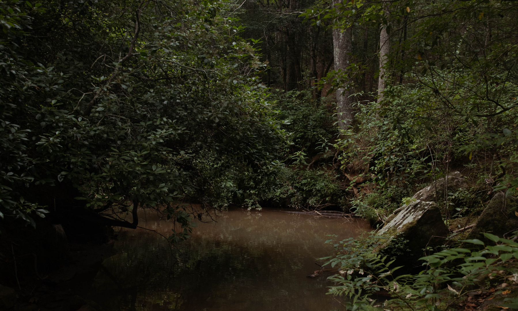 A wooden forest path with some murky water trailing to the side