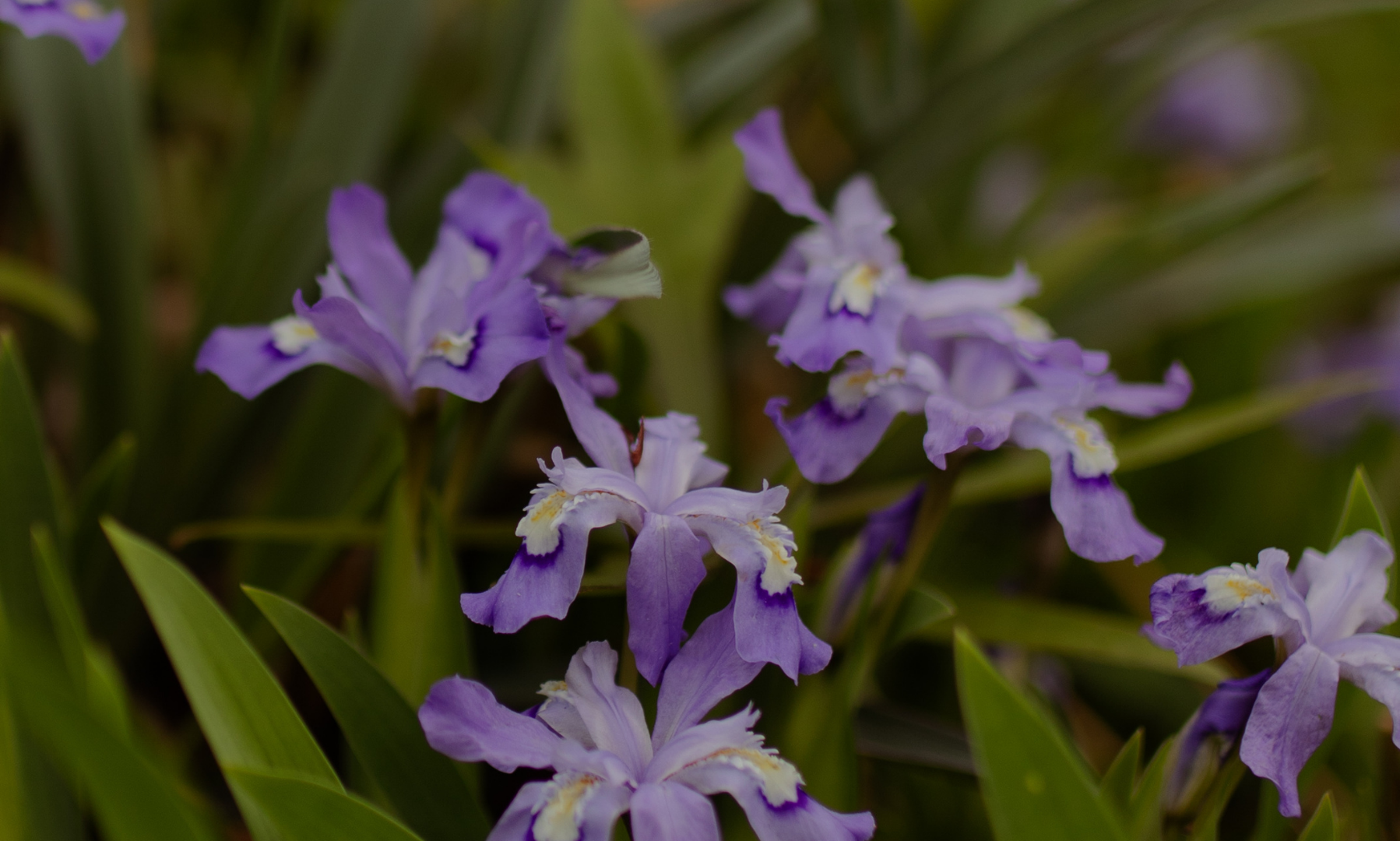 Purple flowers amongst some green leaves 