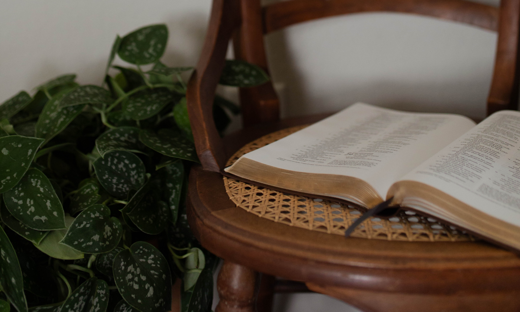 An open bible on a wicker chair near a potted plant
