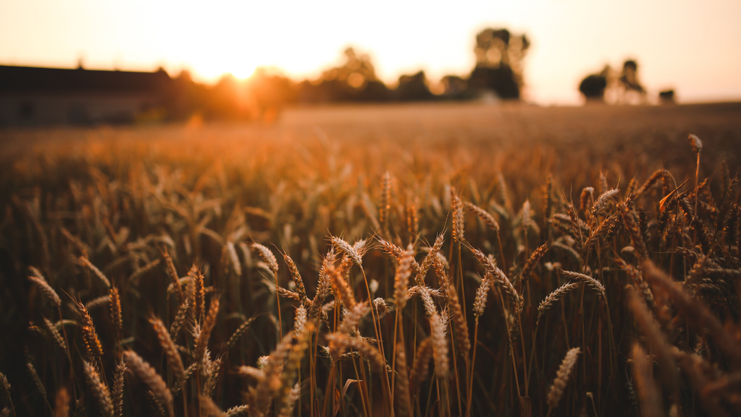 A distant sunset over a field of wheat crops