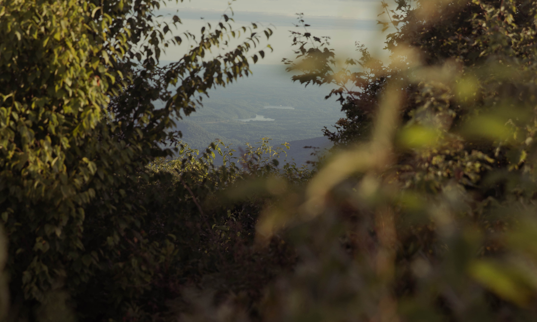 A clearing in some leaves to a massive landscape of trees and land