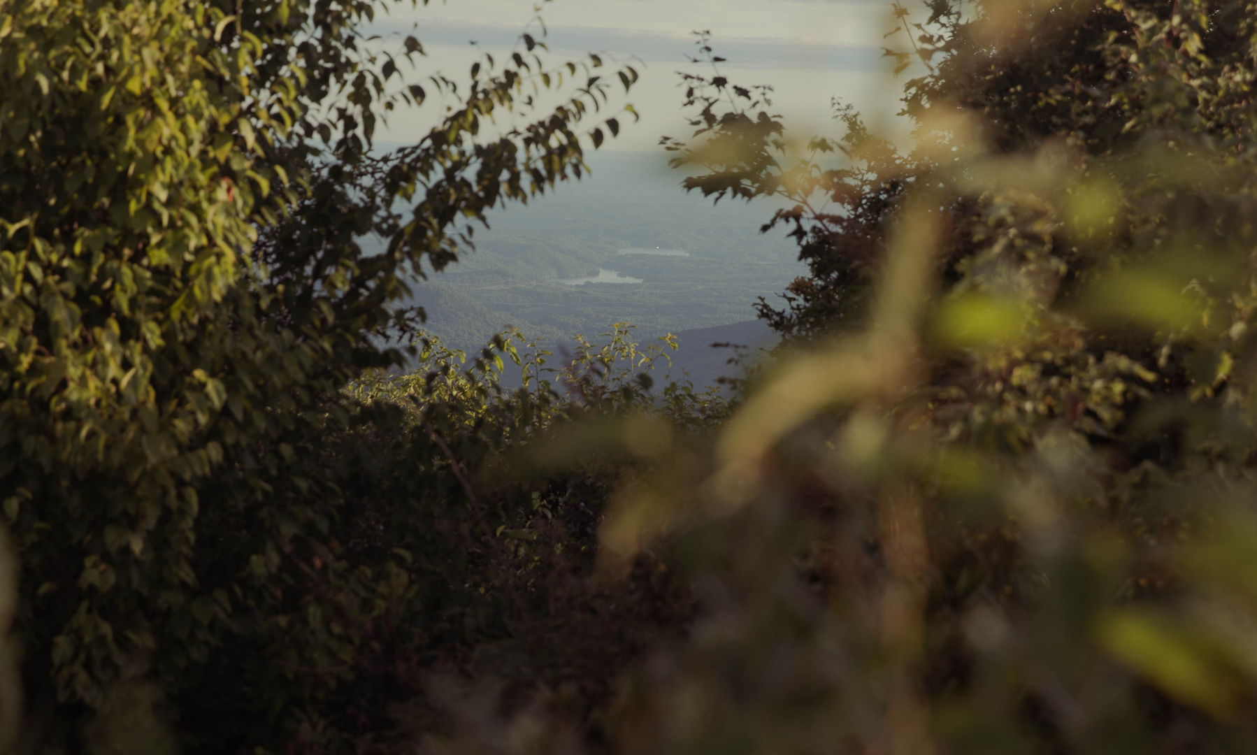 A clearing in some leaves to a massive landscape of trees and land