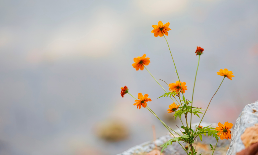 A closeup of a blooming yellow flower