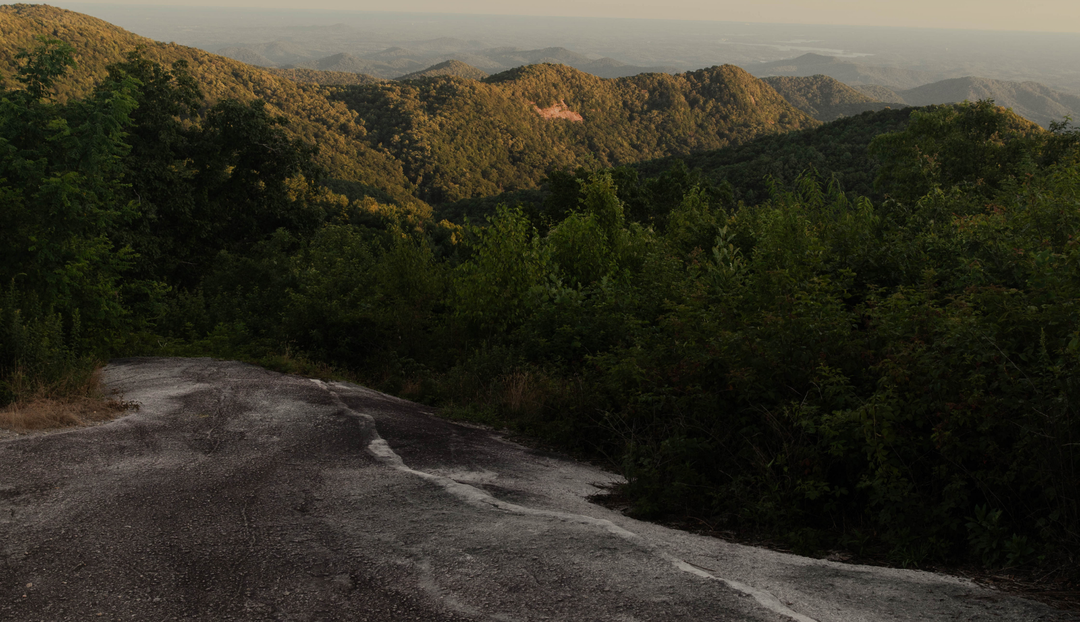 A road going toward a large area of trees and greenery
