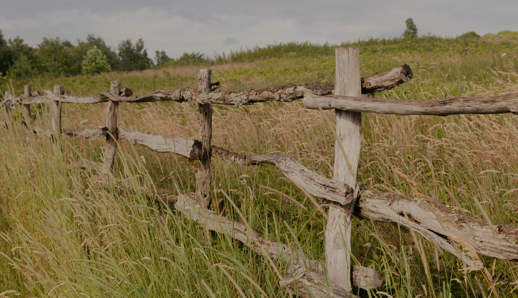 A old handmade wooden fence among a field of tall grass